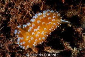 Ianolus cristatus. It's one of most beautiful mediterrane... by Vittorio Durante 
